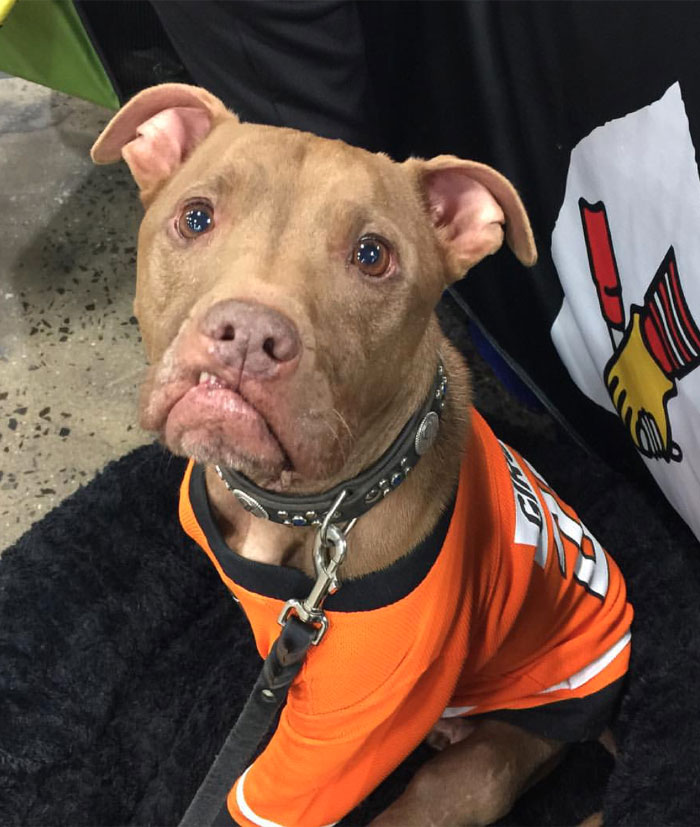 Aladdin - Therapy Dog