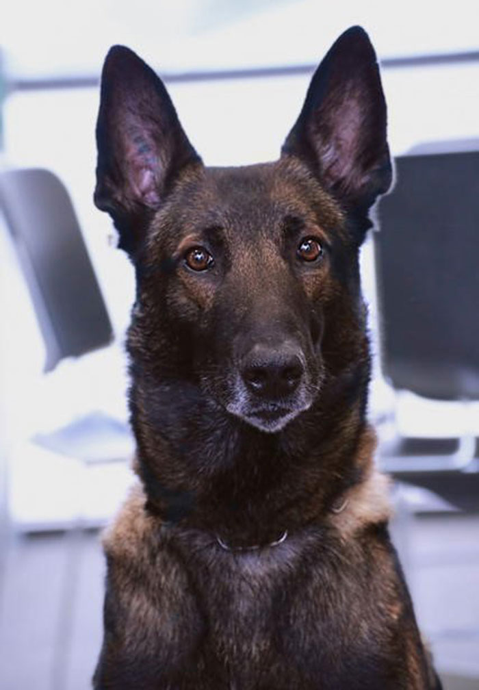 Ice - Law Enforcement/arson Dog