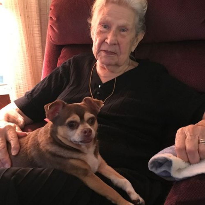 When 92-Year-Old Marie Alexander Fell In Her Yard, The Plucky Little Chihuahua Did What She Could To Summon Help For The Inverness, Florida, Woman