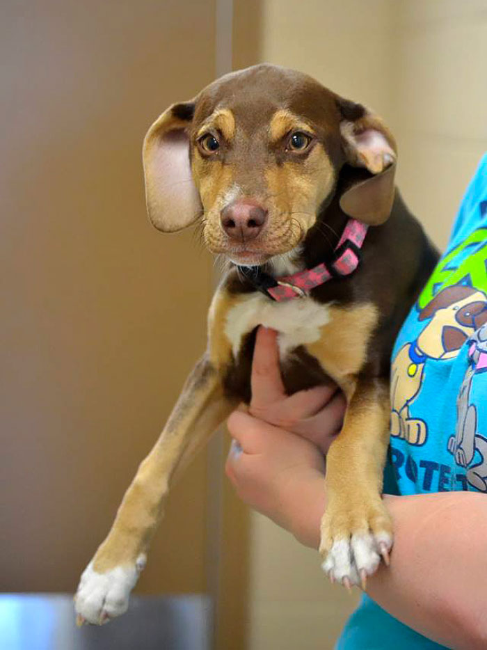 A Dog Who Survived Horrific Animal Cruelty Saved The Life Of A 3-Year-Old Girl