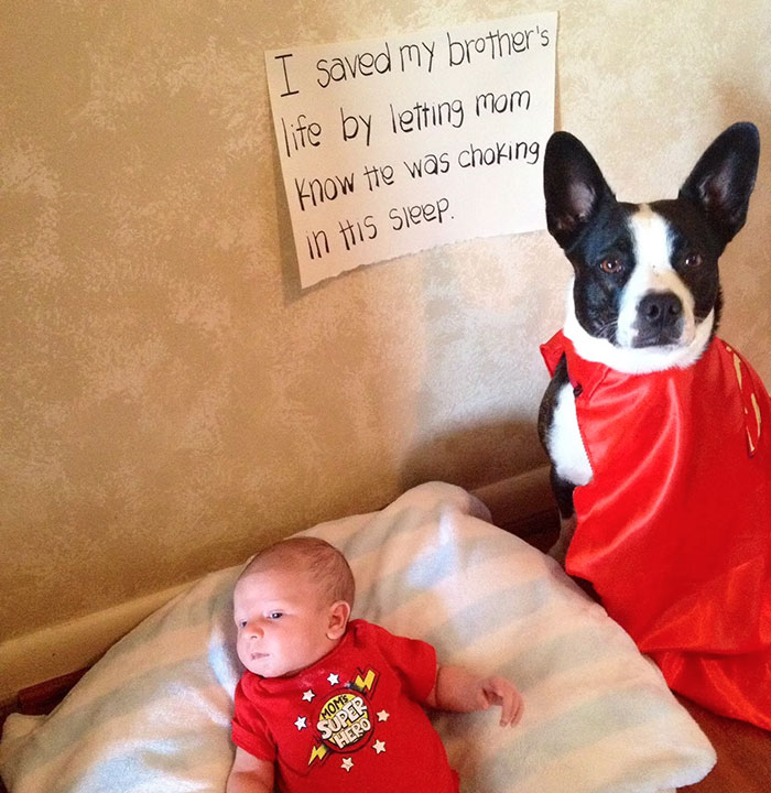 30+ Perros que sorprendieron a los humanos con sus actos heroicos