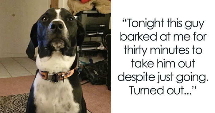 64 Times Dogs Surprised Humans With Their Incredibly Heroic Acts