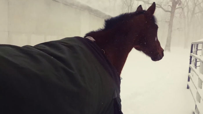 Internet Can't Stop Laughing At These Horses' Reaction After Their Owner Let Them Out In The Snow