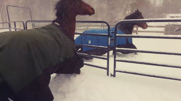 Internet Can't Stop Laughing At These Horses' Reaction After Their Owner Let Them Out In The Snow