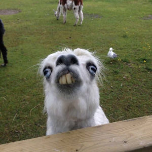 grace-murray0 avatar