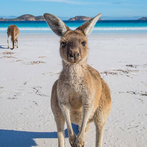 vanja-laureys avatar