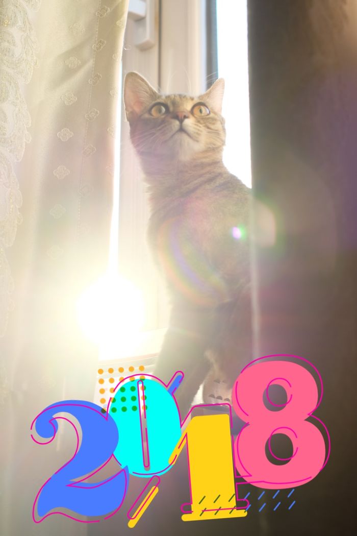 Purr Purr New Year!