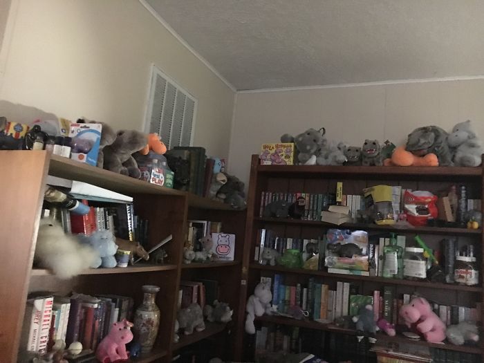 I Collect Hippos. I Have Over 200 Hippos, Including (Not Pictured) A Huge One I Sleep With.