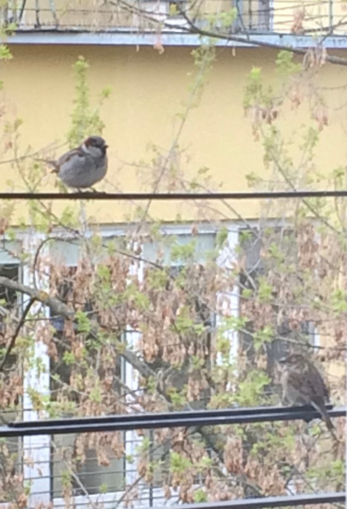 Two Sparrows