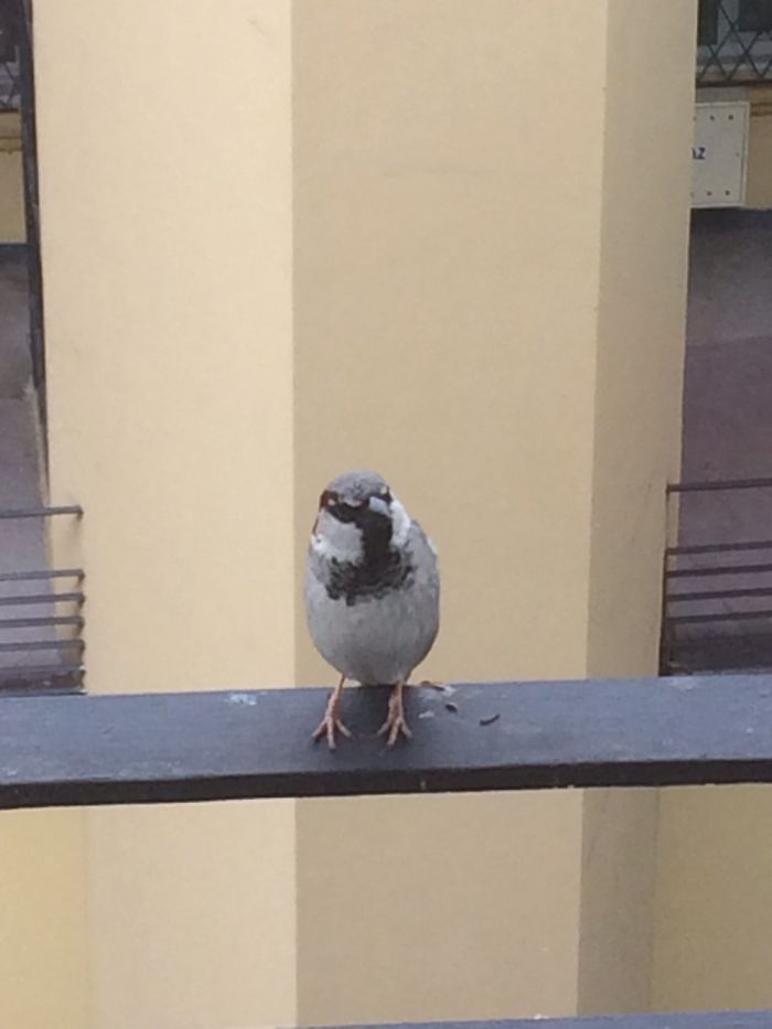 He Started Coming To My Apartment Window 2 Yrs Ago. If No Food He Will Knock. He’s Not Afraird.