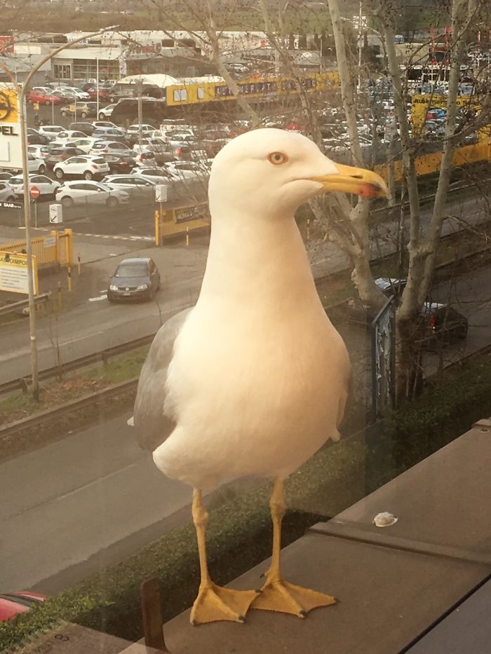 Heard A Noise From The Window At Work...