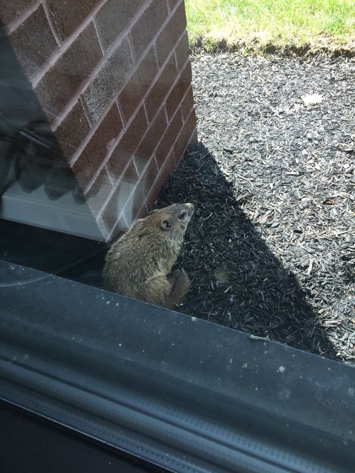 My Office Mate Loves The Peanut Butter I Leave For Him!