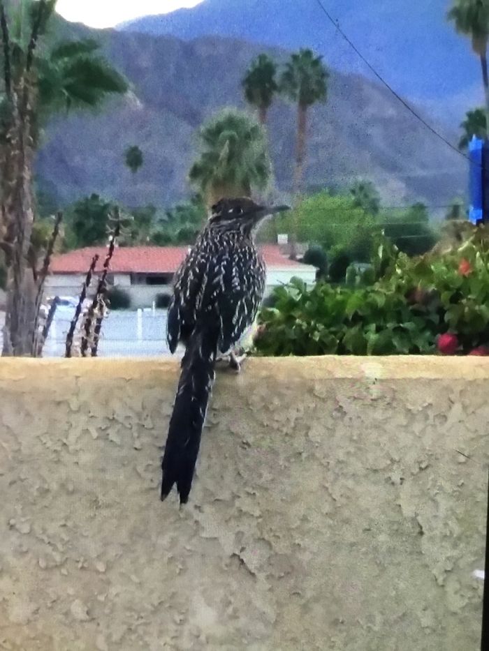 Roadrunner. Beep Beep