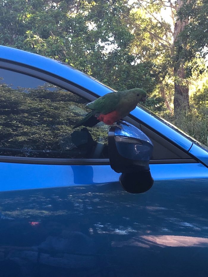 This Lovely Birds Wants A Ride Hone!