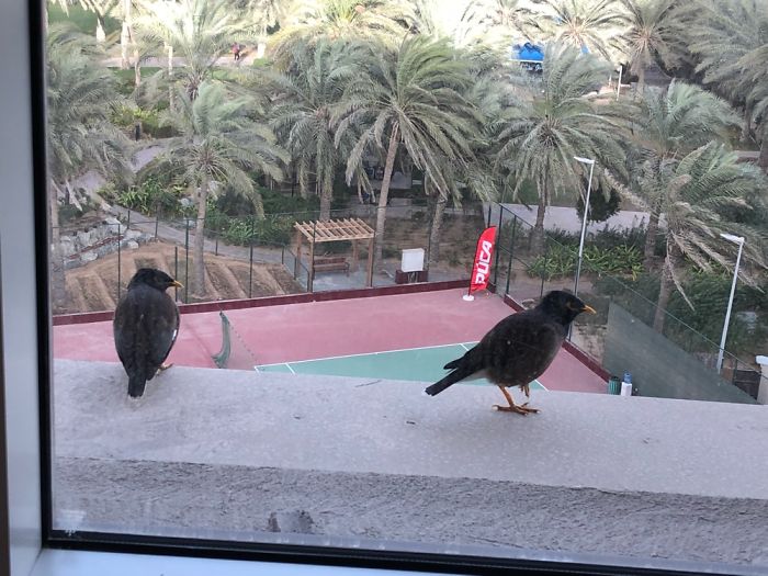 Birds Sheltering For The Storm Outside Our Hotel Window At The Sheraton In Sharjah (Dubai).