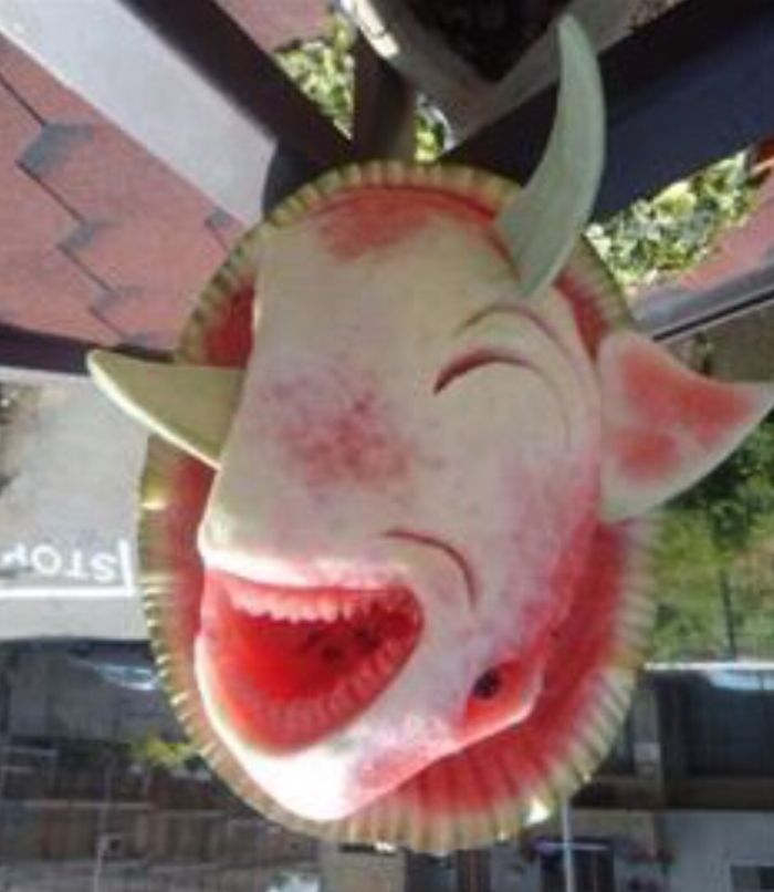 Shark Or Cow? A Bit Confused