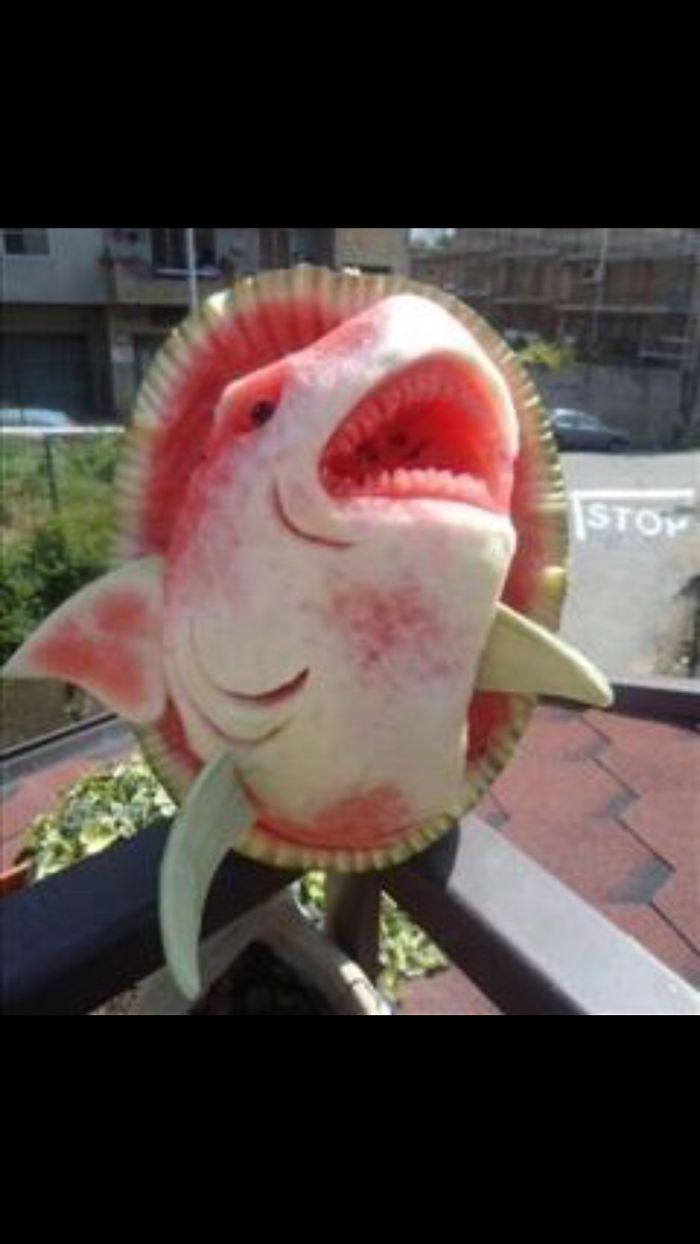 Shark Or Cow? A Bit Confused