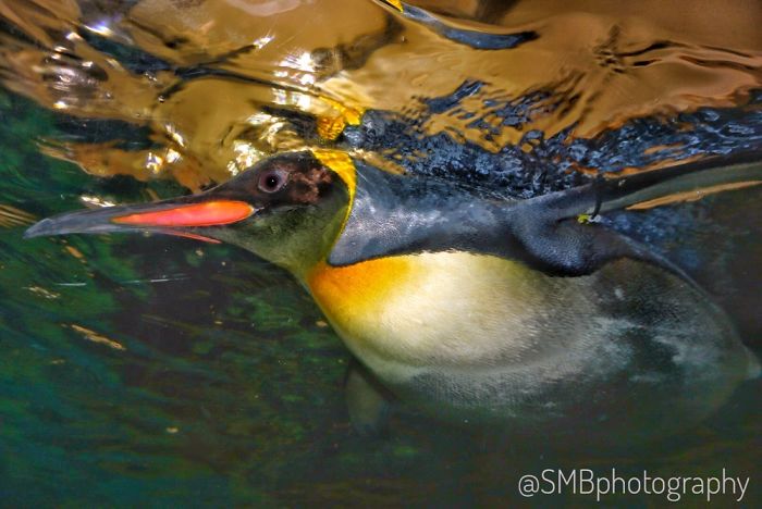 Anything And Everything Under The Sea