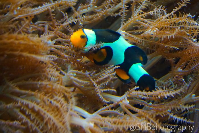 Anything And Everything Under The Sea