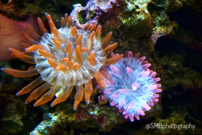 Anything And Everything Under The Sea