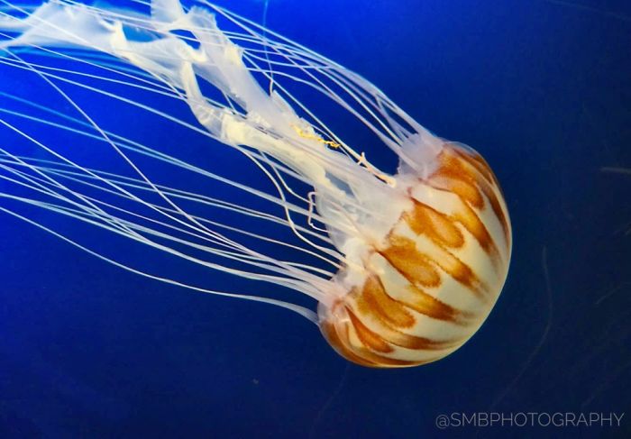 Anything And Everything Under The Sea