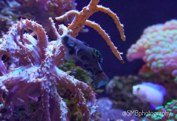 Anything And Everything Under The Sea