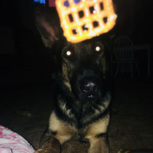 maddysonmcdermott avatar