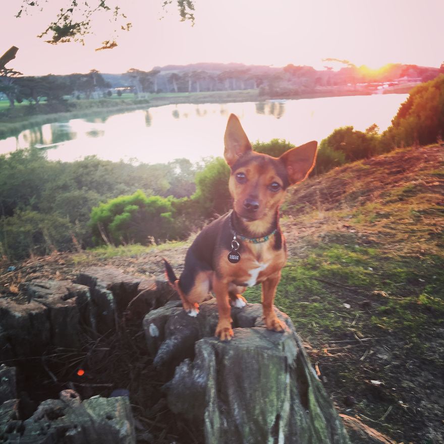 Dora Dog The Explorer