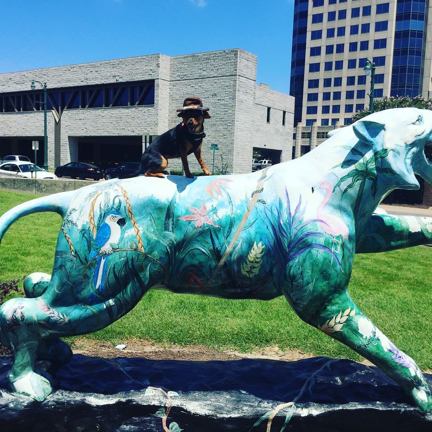 Dora Dog The Explorer Dora Dog The Explorer