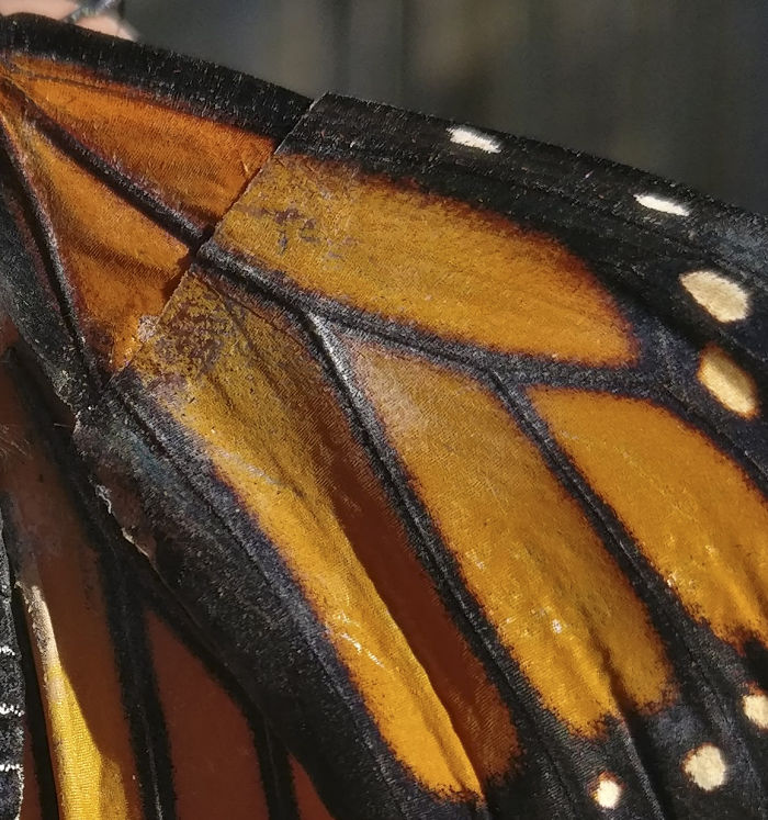 Monarch butterfly with a repaired broken wing displaying intricate orange and black patterns. Monarch butterfly with a repaired broken wing displaying intricate orange and black patterns.