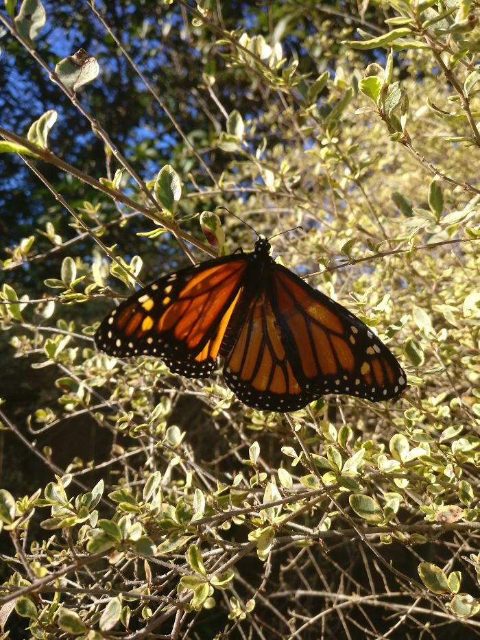 Monarch butterfly with repaired wing perched on leafy branches under sunlight. Monarch butterfly with repaired wing perched on leafy branches under sunlight.