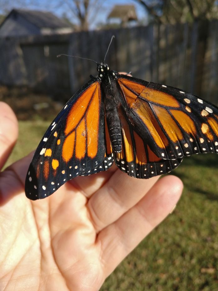 Monarch butterfly with repaired wing held gently in a woman's hand, ready to fly. Monarch butterfly with repaired wing held gently in a woman's hand, ready to fly.