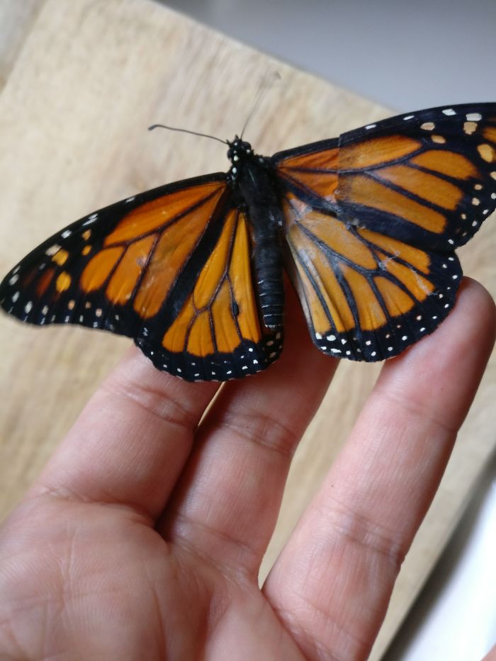 Close-up of a monarch butterfly with a repaired wing resting on a woman's hand. Close-up of a monarch butterfly with a repaired wing resting on a woman's hand.