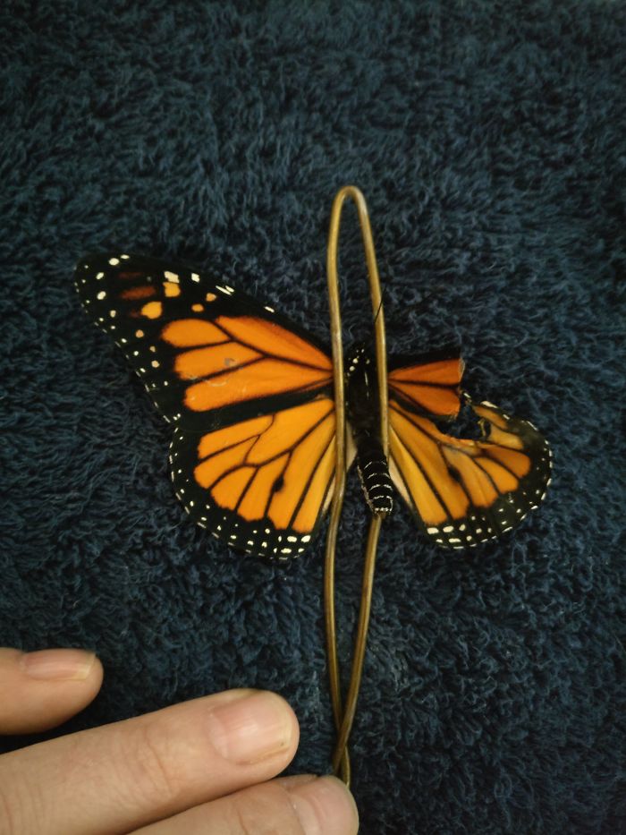 Monarch butterfly with repaired wing on a dark blue fabric surface, showcasing delicate surgery work. Monarch butterfly with repaired wing on a dark blue fabric surface, showcasing delicate surgery work.