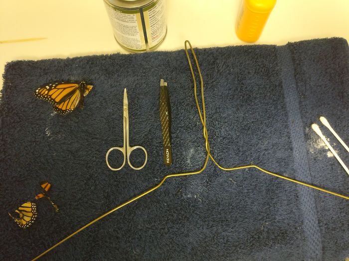 Monarch butterfly wing surgery tools on a towel, including scissors and tweezers. Monarch butterfly wing surgery tools on a towel, including scissors and tweezers.