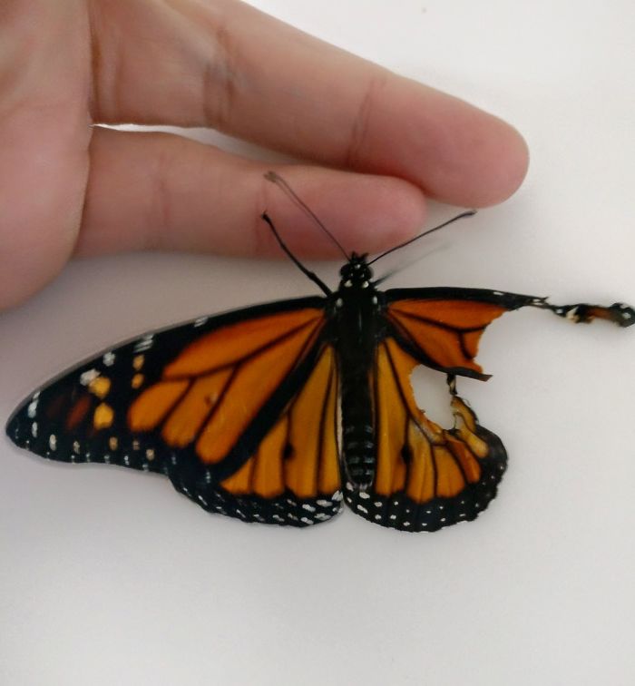 Monarch butterfly with a broken wing being held delicately, showcasing a close-up of its vibrant orange and black pattern. Monarch butterfly with a broken wing being held delicately, showcasing a close-up of its vibrant orange and black pattern.