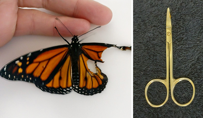 Una mujer opera a una mariposa monarca con un ala rota, y al día siguiente la sorprende de la mejor manera