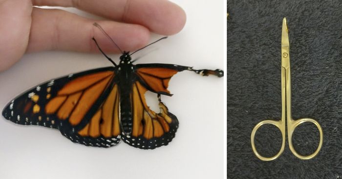 Woman Performs Surgery On Monarch Butterfly With Broken Wing, Next Day It Surprises Her In The Coolest WayWoman Performs Surgery On Monarch Butterfly With Broken Wing, Next Day It Surprises Her In The Coolest Way