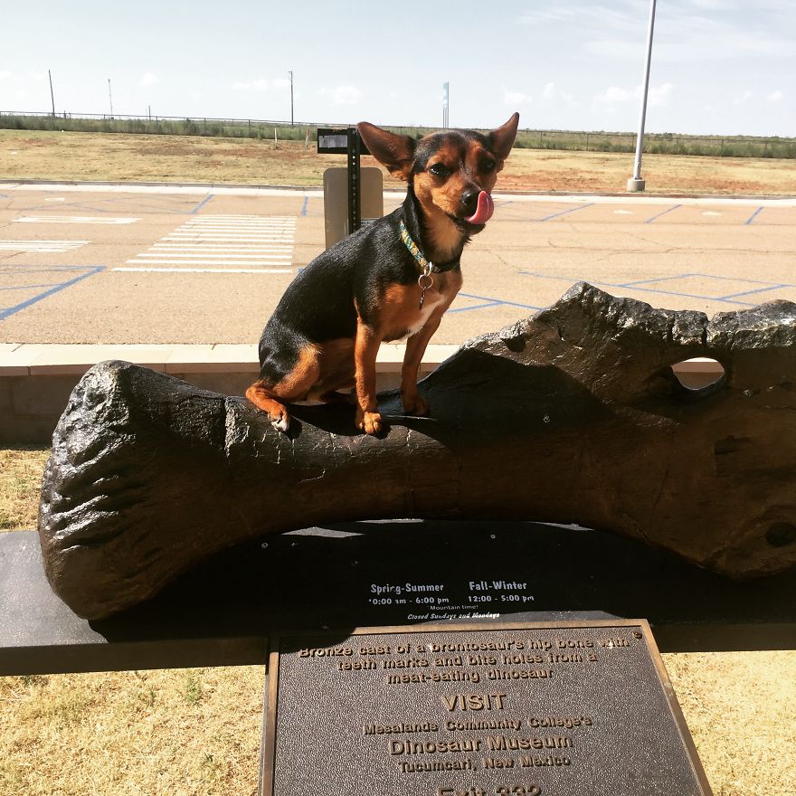 Dora Dog The Explorer Dora Dog The Explorer