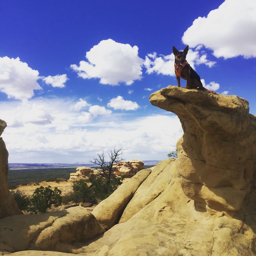 Dora Dog The Explorer Dora Dog The Explorer