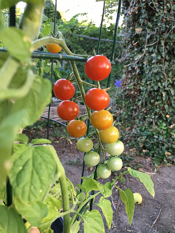 My Ripening Tomatoes