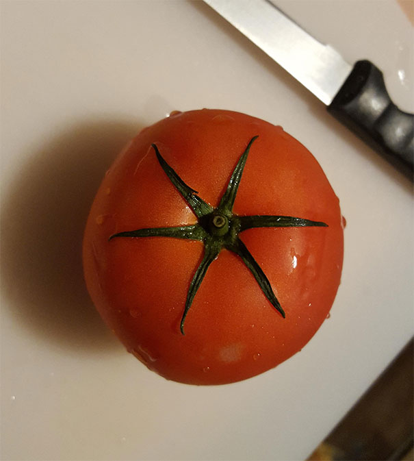 Symmetrical Tomato Stem