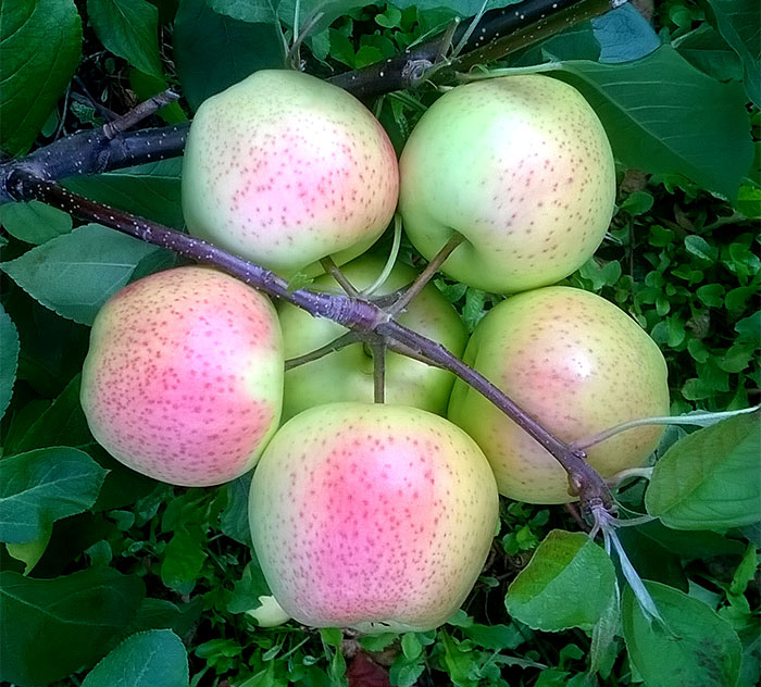 169 Oddly Satisfying Food Photos That We Can’t Stop Looking At
