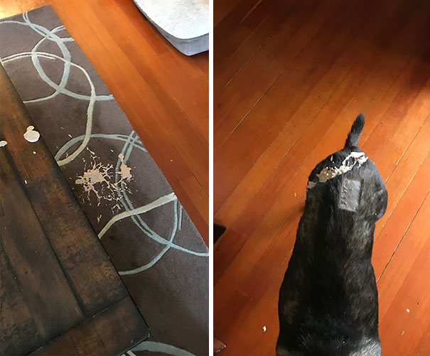 Cat Puked On The Dog. Dog Proceeded To Wag His Tail Flinging It Everywhere