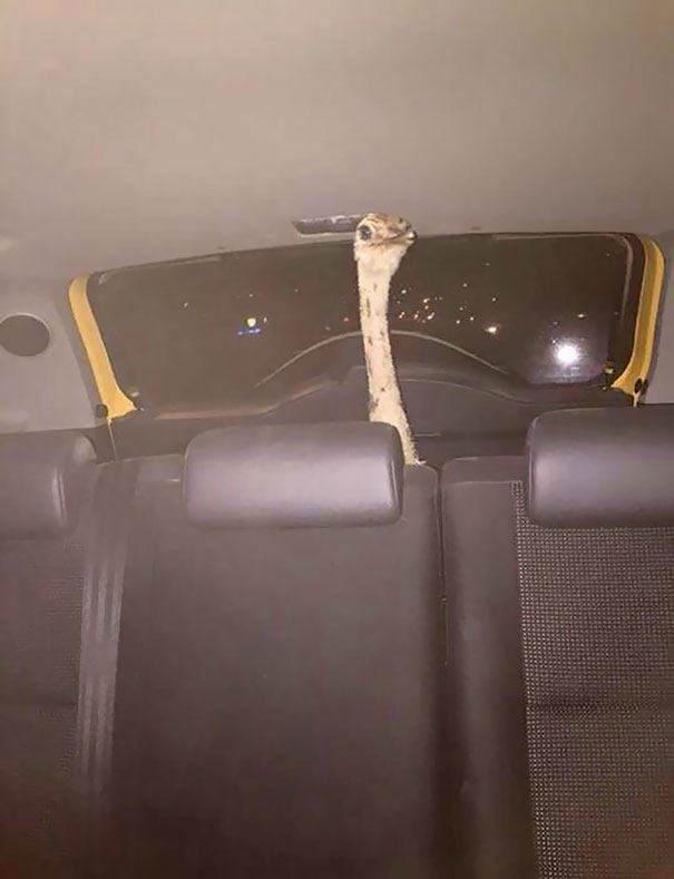 I Didn't Believe My Friend When She Said Her Sister's Friend Bought An Ostrich, So We Asked For Pics