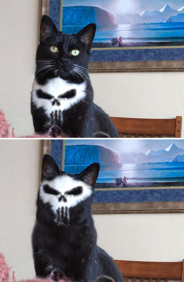 This Cat With A Skull On His Chest