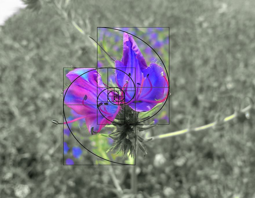 Geometry Vs. Nature: I Played With Forms And Shapes In My Pictures