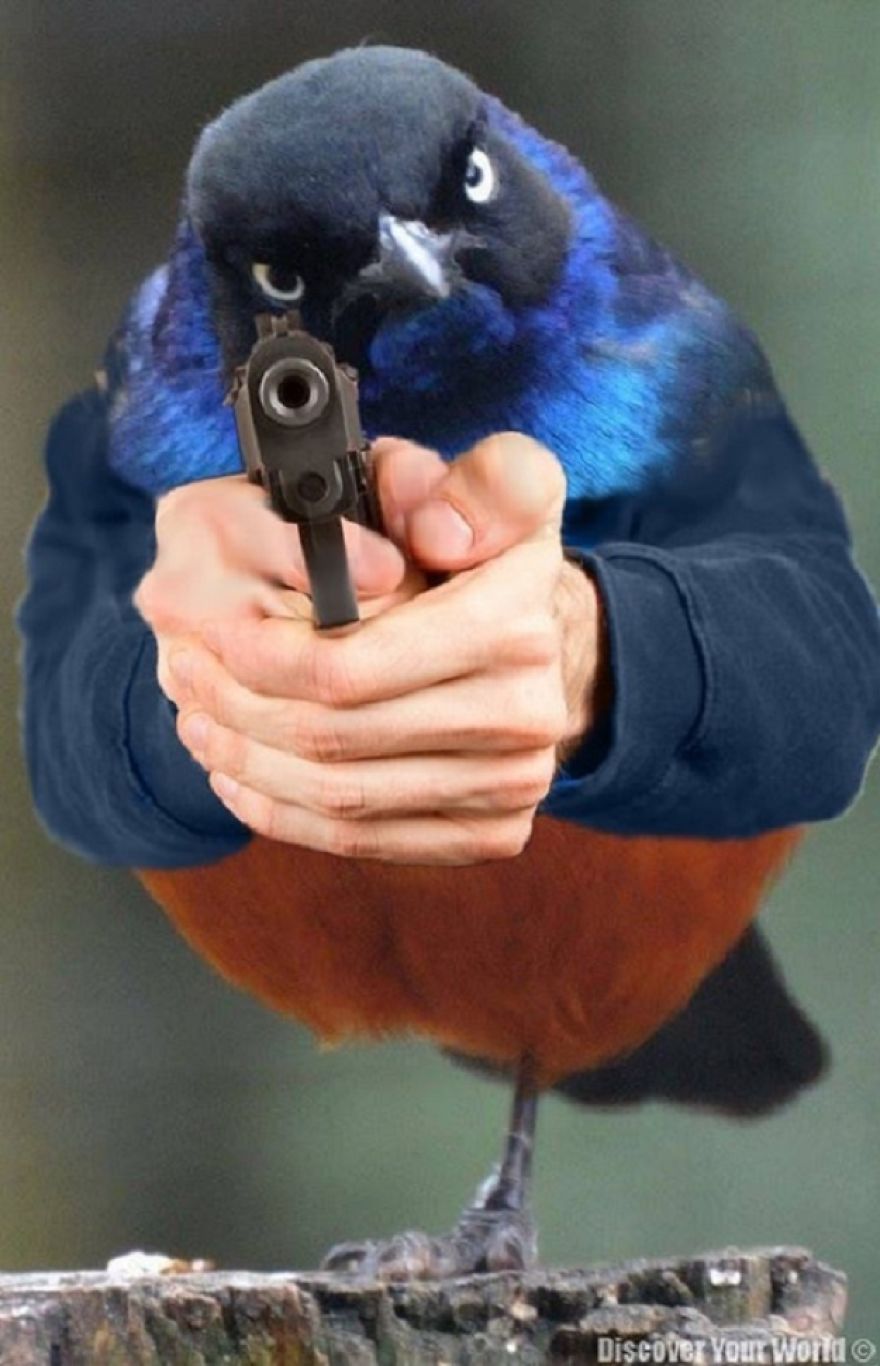 Birds With Arms-The Internet Puts Arms In Birds And The Result Is Impossible Not To Laugh Birds With Arms-The Internet Puts Arms In Birds And The Result Is Impossible Not To Laugh