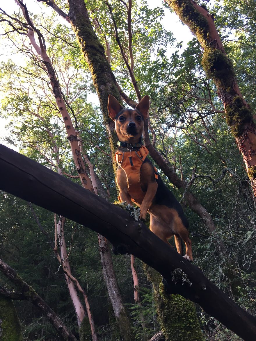 Dora Dog The Explorer