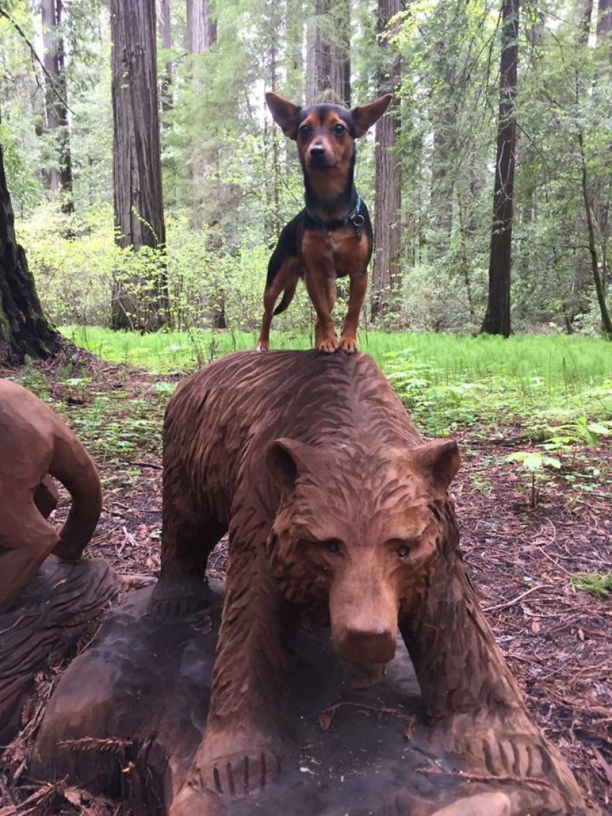 Dora Dog The Explorer Dora Dog The Explorer